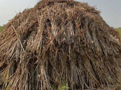 ‘एल-निनो’च्या पार्श्वभूमीवर सतर्क; चारा सुरक्षा आराखडा तयार करण्याचे जिल्हाधिकारी यांचे निर्देश