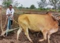 १० जून पर्यंत राज्यातील बहुतांश भागात मान्सूनच्या आगमनाची शक्यता नाही; शेतकऱ्यांनी पेरणीची घाई करू नये